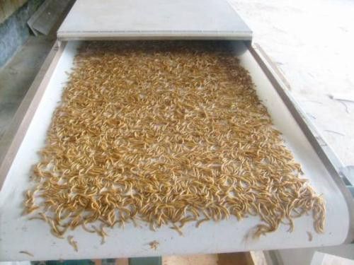 Insect Microwave Drying Machine